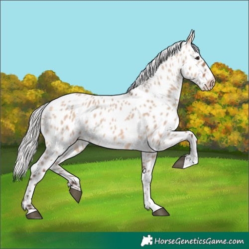 Horse Color:Silver Brown Dun Appaloosa 