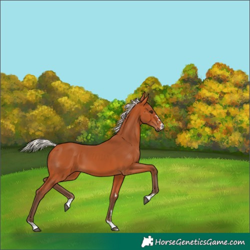 Horse Color:Silver Bay 