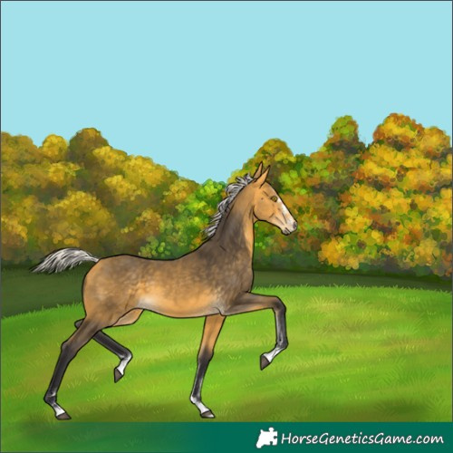 Horse Color:Silver Buckskin 