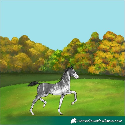 Horse Color:White Spotted Black