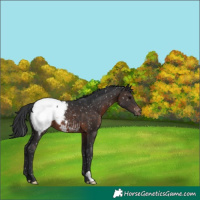 Horse Color:Brown Appaloosa 