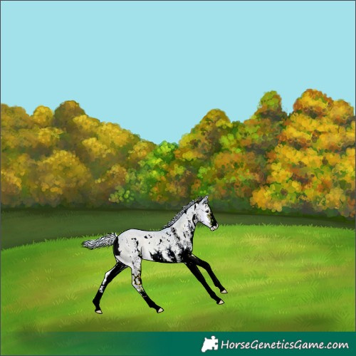 Horse Color:Watercolor White Spotted Silver Grullo Onyx Rabicano