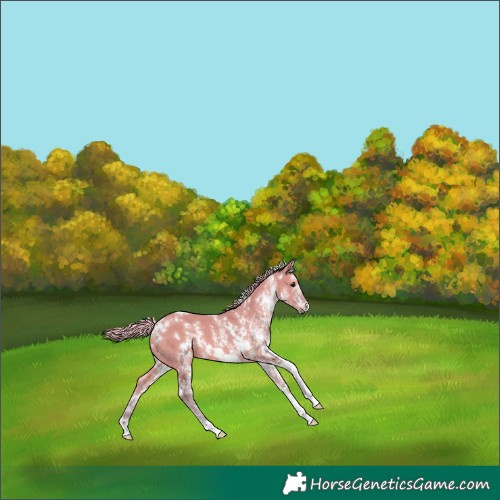 Horse Color:Watercolor White Spotted Silver Grullo 