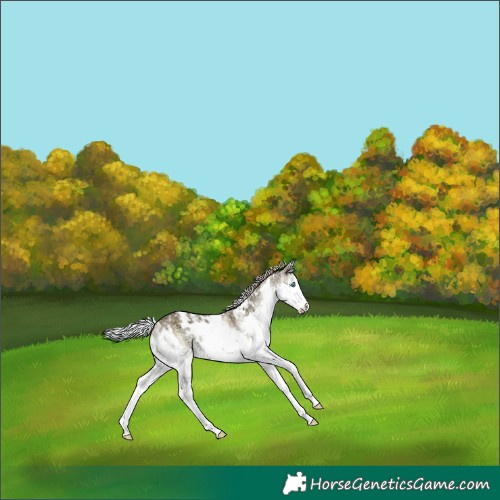Horse Color:Watercolor White Spotted Silver Grullo Ice Onyx Splash 