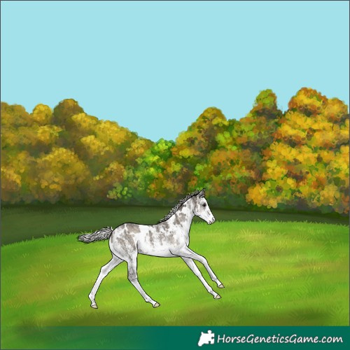 Horse Color:White Spotted Silver Grullo Ice Onyx Rabicano