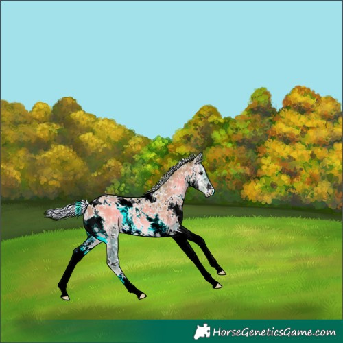 Horse Color:Watercolor White Spotted Silver Grullo Onyx Rabicano