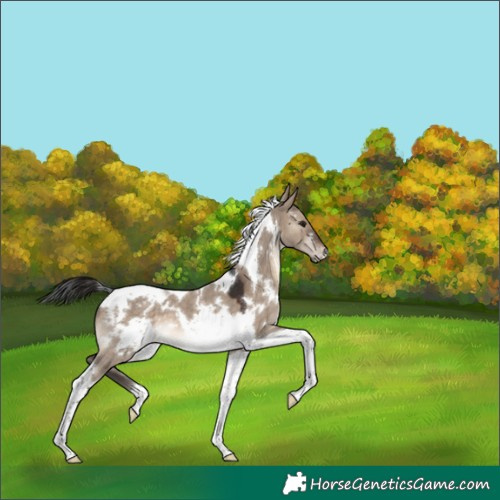 Horse Color:White Spotted Brown Dun Tobiano 