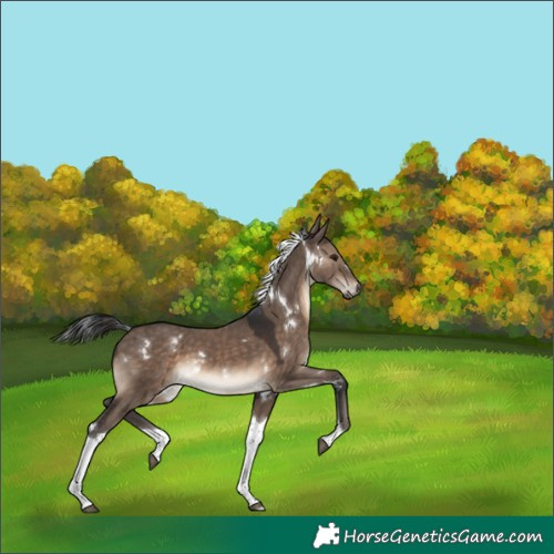 Horse Color:White Spotted Brown Dun Tobiano 