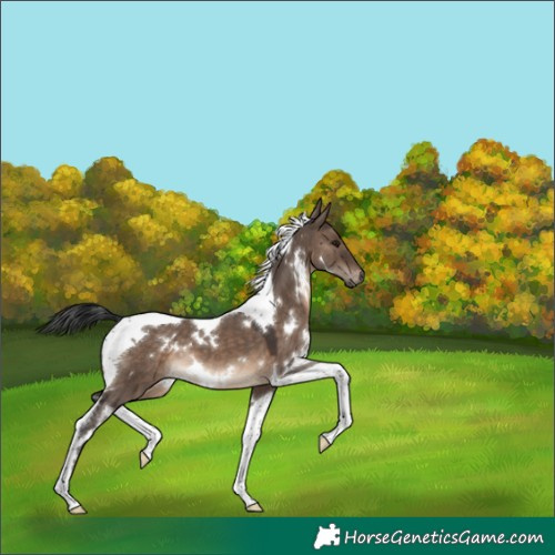 Horse Color:White Spotted Brown Dun Tobiano 