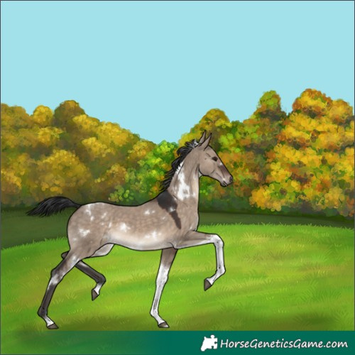 Horse Color:White Spotted Brown Dun Tobiano