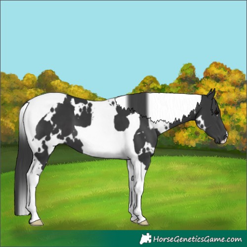 Horse Color:White Spotted Black Tobiano 