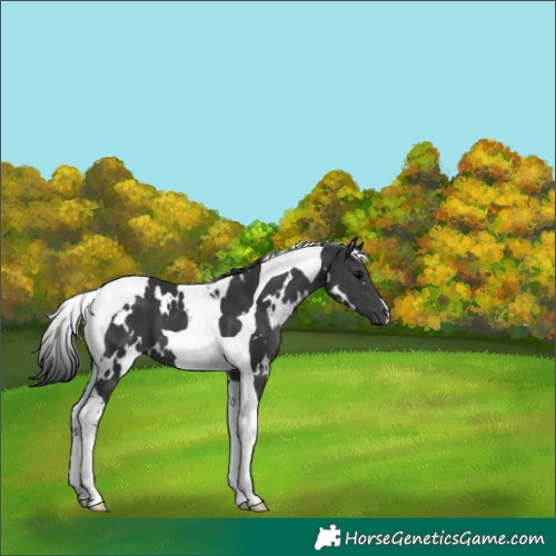 Horse Color:White Spotted Black Tobiano