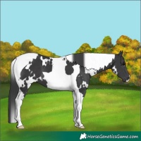 Horse Color:White Spotted Black Tobiano 