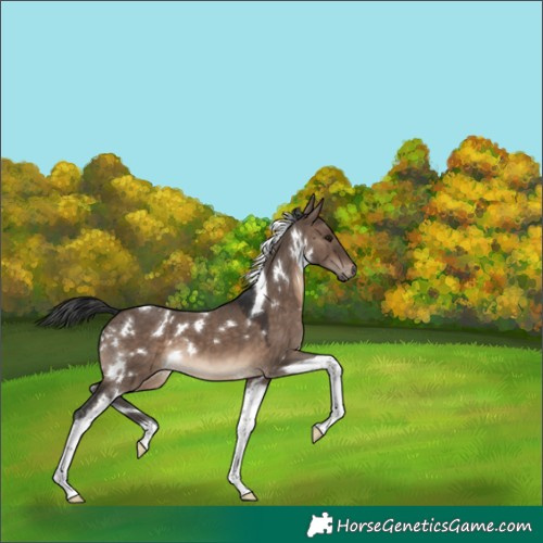 Horse Color:White Spotted Brown Dun Tobiano 