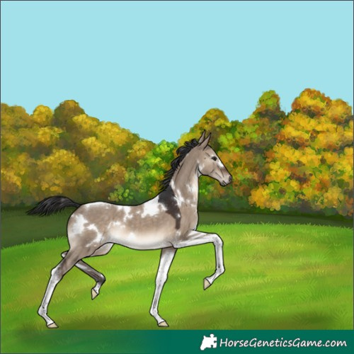 Horse Color:White Spotted Brown Dun Tobiano 
