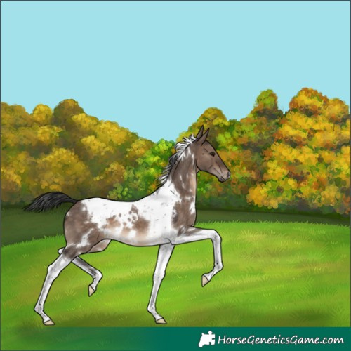 Horse Color:White Spotted Brown Dun Tobiano 