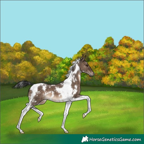 Horse Color:White Spotted Brown Dun Tobiano 