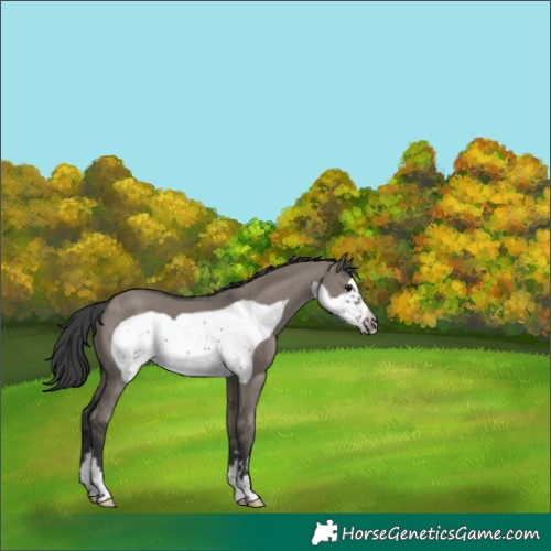 Horse Color:Grullo Frame 