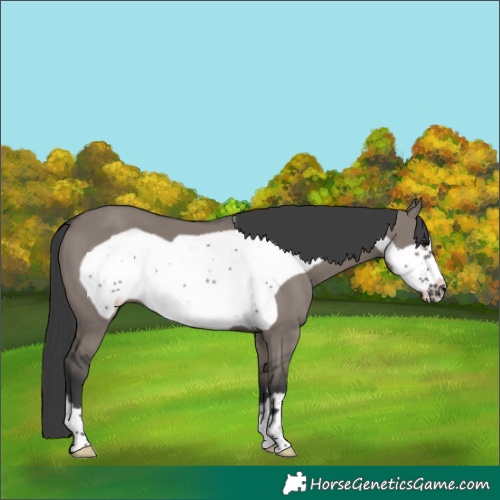 Horse Color:Grullo Frame 