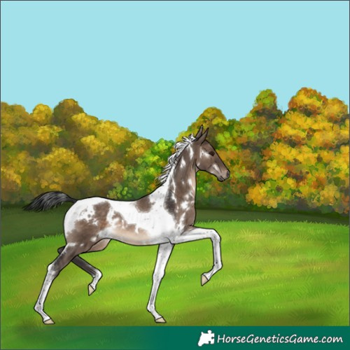 Horse Color:White Spotted Brown Dun Tobiano 