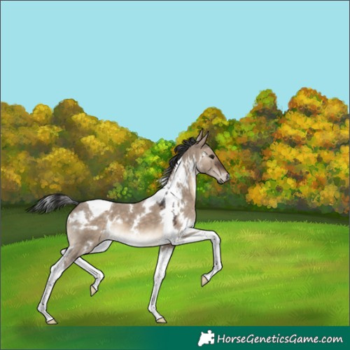 Horse Color:White Spotted Brown Dun Tobiano 