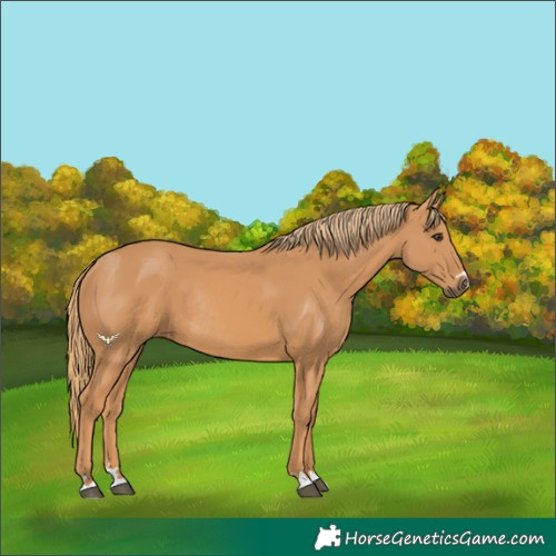 Horse Color:Chestnut Rabicano