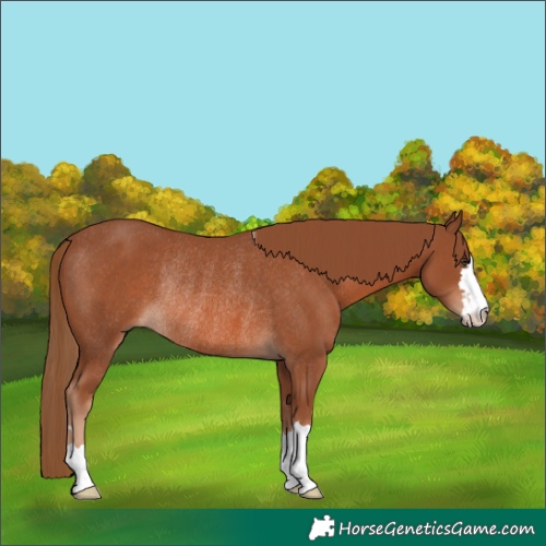 Horse Color:Chestnut Rabicano 