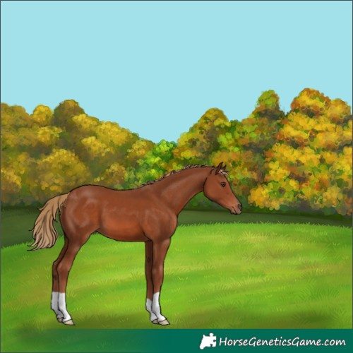 Horse Color:Chestnut 