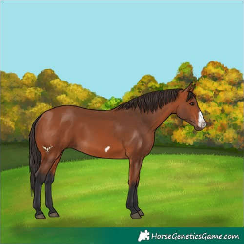 Horse Color:Bay Frame Rabicano 