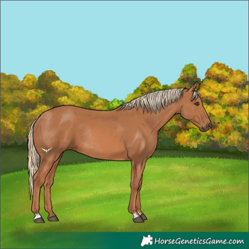 Horse Color:Chestnut Rabicano