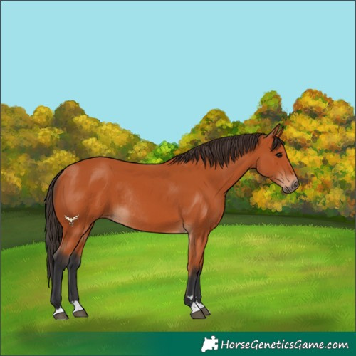 Horse Color:Bay Rabicano 