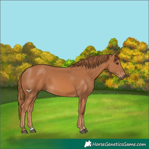 Horse Color:Chestnut Rabicano 