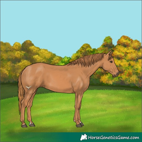 Horse Color:Chestnut Rabicano