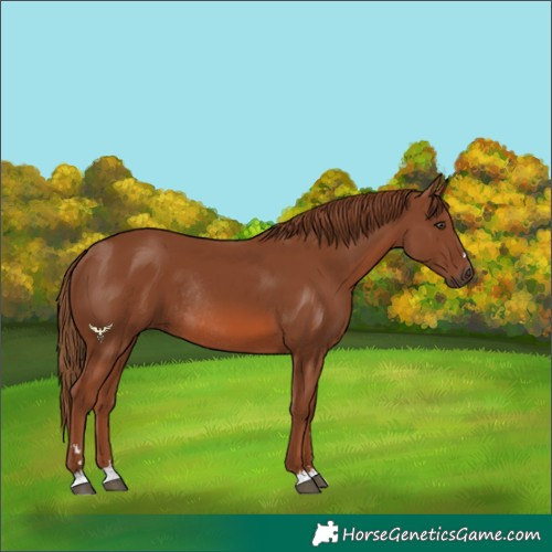 Horse Color:Chestnut Rabicano