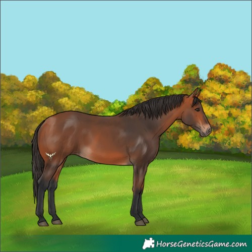 Horse Color:Bay Rabicano
