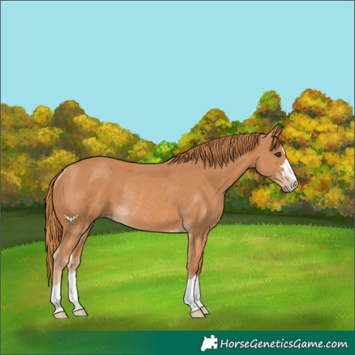 Horse Color:Chestnut Rabicano 
