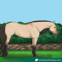 Horse Color:Bay Dun 