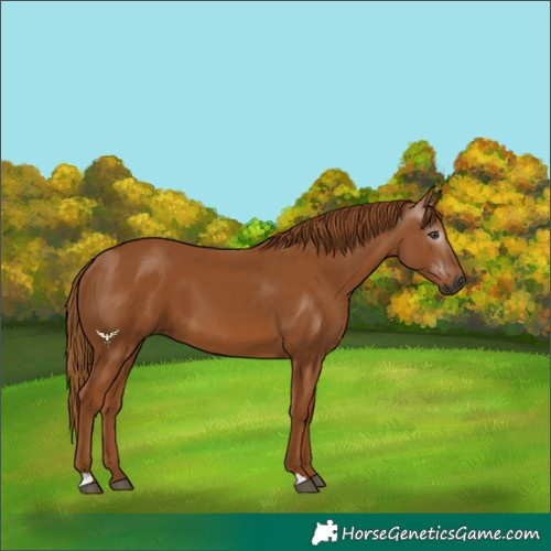 Horse Color:Gray Chestnut 