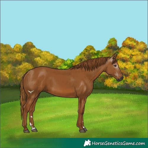 Horse Color:Gray Chestnut 