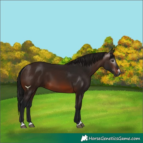 Horse Color:Gray Bay 
