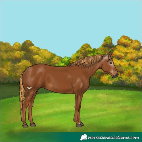 Horse Color:Gray Chestnut 