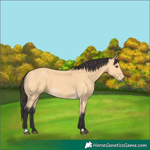 Horse Color:Buckskin 