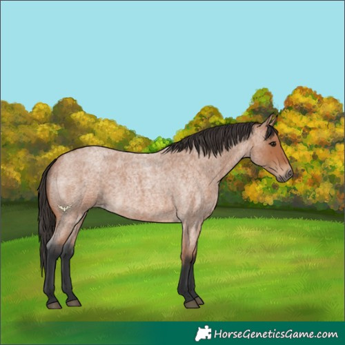 Horse Color:Bay Roan