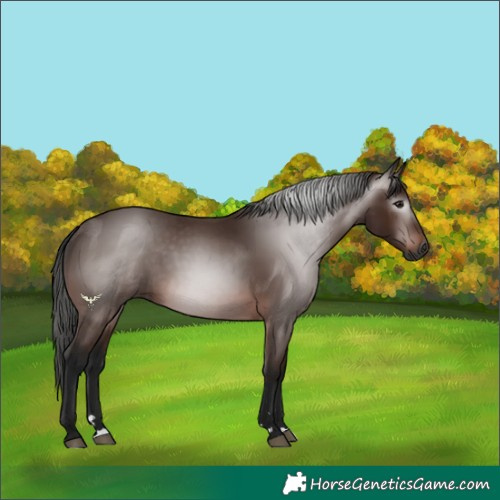 Horse Color:Gray Bay