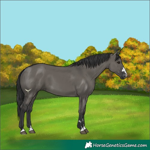 Horse Color:Grullo