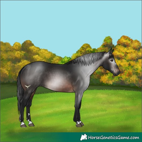 Horse Color:Gray Bay