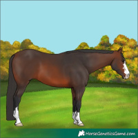 Horse Color:Brown 