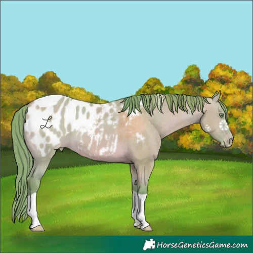 Horse Color:Watercolor Amber Champagne Dun Tobiano Blanket 