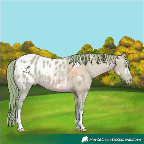 Horse Color:Watercolor Amber Champagne Dun Tobiano Appaloosa