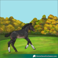 Horse Color:White Spotted Brown Tobiano 
